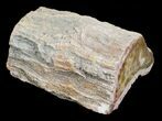 Petrified Wood Limb Slice - Madagascar #4354-1